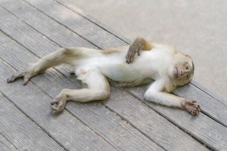 Crab-eating macaque or the long-tailed macaque lying and taking restの写真素材