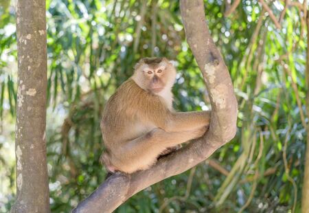 Crab-eating macaque sits on a tree, Thailand. Portrait of a monkey on a blurred background.の写真素材