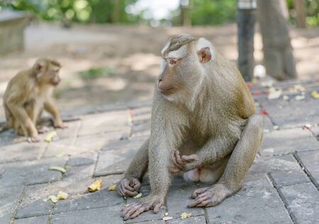 Crab-eating macaque, Thailand. Portrait of a monkey on a blurred background.の写真素材