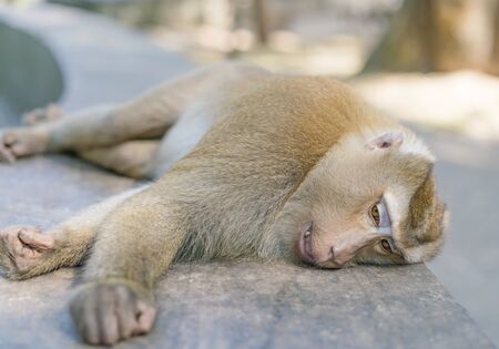 Crab-eating macaque or the long-tailed macaque lying and taking restの写真素材