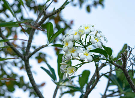 Plumeria white and yellow flowers on a tree branch in the park. Thailand, Phuket