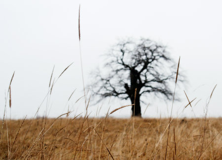 Beautiful freestanding tree on a cloudy day.の写真素材