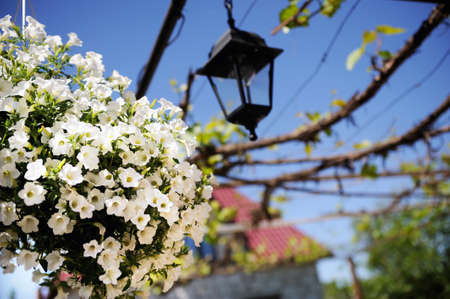 spring white blossom against blue skyの写真素材