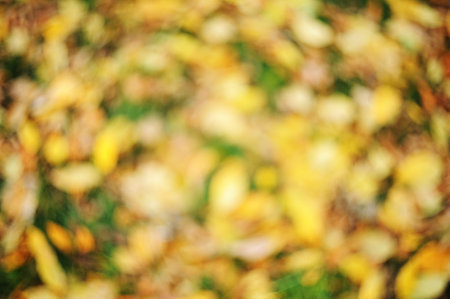Autumn blurred background from yellow leaves. Autumn leaves on the sun. Fall blurred background.の写真素材