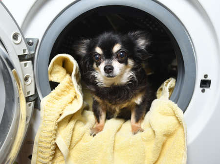 Chihuahua dog in washing machine. Laundry dayの写真素材