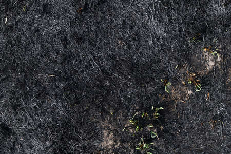 Black burned grass texture background. Top view. Copy space for text.の写真素材