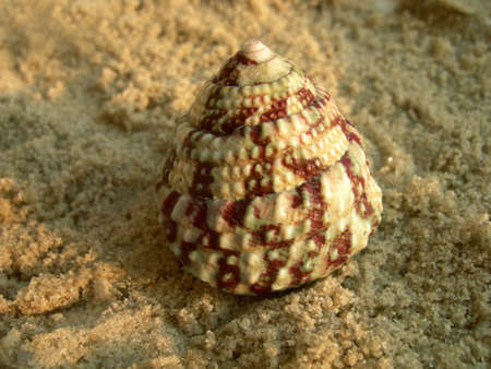Top shell on a beach. Trochus venetus Reeve, family Trochidae.