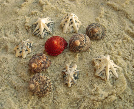 Sea shells on a beach.