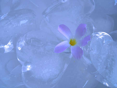 Gentle flower in the world of ice hearts. An aesthetics of a metaphor.の写真素材