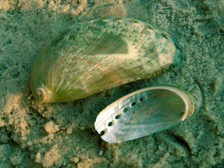 Haliotis asinina (Linnaeus, 1758), family Haliotidae. Shells on the sand. Also known, as Ass's Ear Abalone, Donkey's Ear Abalone and Green Abalone.の写真素材