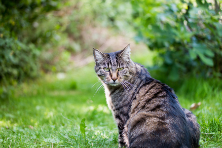 A grumpy cat in the green looking towards the cameraの写真素材