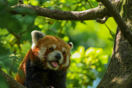 A panting red pandaの写真素材