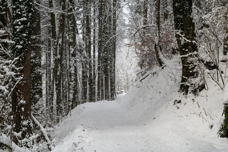Trees in the forest covered in snowの写真素材