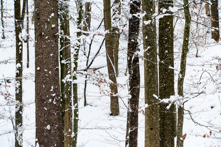 Trees in the forest covered in snowの写真素材
