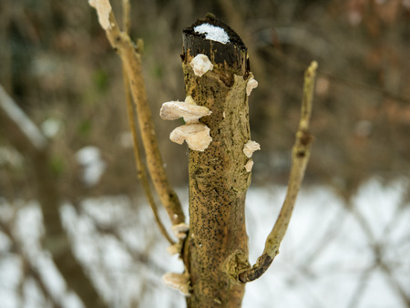 Mushrooms growing on a twig in winterの写真素材
