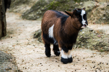 A young, small and cute goat standing with its mouth open.の写真素材