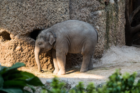 A young baby elephant standing with its trunk hangingの写真素材