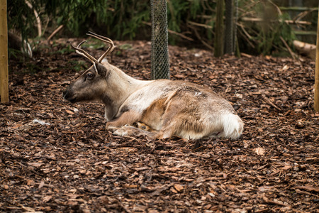 A deer with small antlers laying on brown leaves.の写真素材