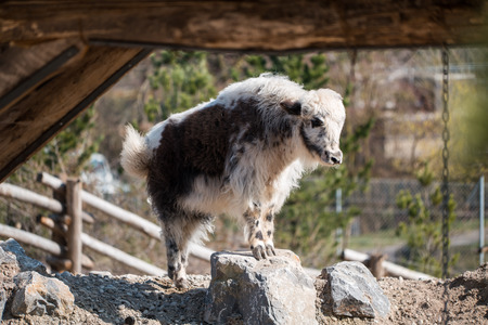 A small and young goat standing on a rockの写真素材