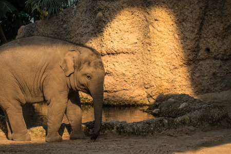 A young and small baby elephant walking around.の写真素材