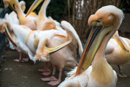 A number of pelicans standing next to each other with their big beaks.の写真素材