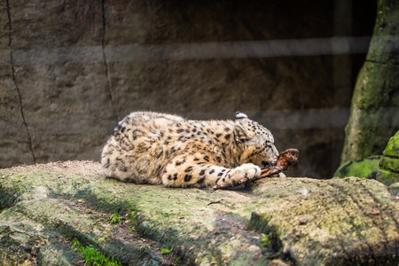 A snow leopard sitting pn a rock and eating the meat of a bone.の写真素材