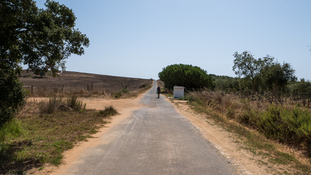 A sand road surrounded by trees leading through the portuguese Algarveの写真素材