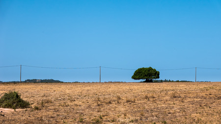 A single green tree standing in a dry, brown meadowの写真素材