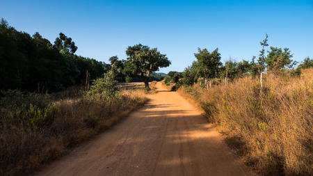 A sand pathway leading through a forest in Portugalの写真素材