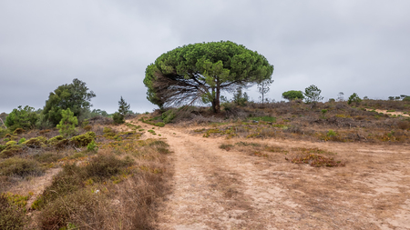 A sand road surrounded by trees leading through the portuguese Algarveの写真素材