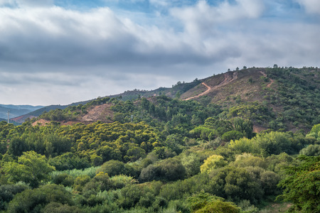 A forrest growing on the side of a mountain in Portugalの写真素材