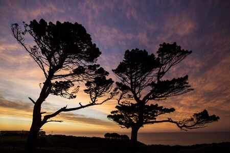 Pine trees at sunset