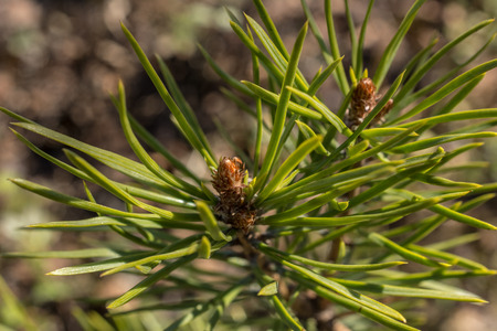 Closeup of green pine needles with a shallow depth of field