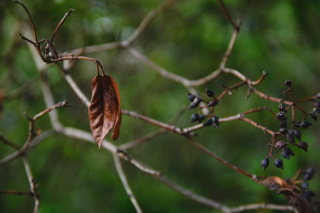 Dry autumn leaf on a branch with black dry berriesの写真素材