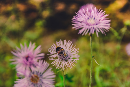 Big bumblebee closeup on a pink flower in gardenの写真素材