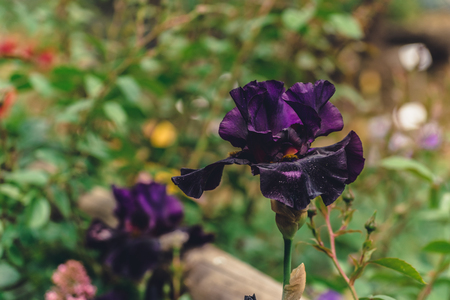 Purple beautiful iris flowers in the morning gardenの写真素材