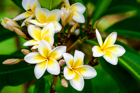 Photo of white yellow flowers branch plumeriaの写真素材