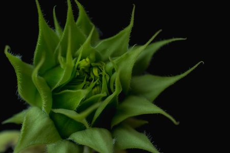 Sunflower green flower bud on black bacground macro photoの写真素材