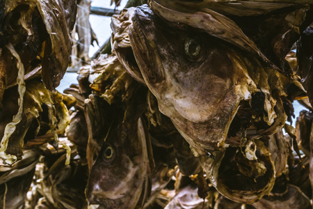 The dried heads of fish cod which are hanged out on a hothouseの写真素材