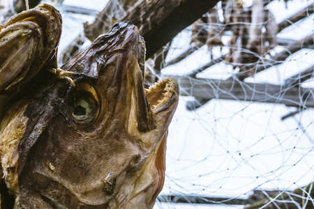 The dried heads of fish cod which are hanged out on a hothouse