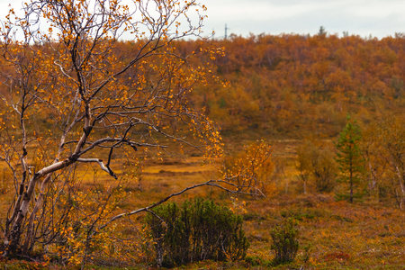 Birch and bush of a juniper in the pale red autumn forestの写真素材