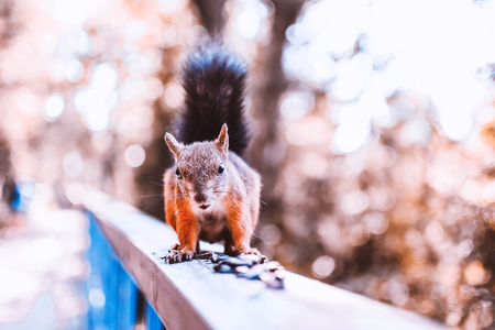 Funny red squirrel on a wooden handrail with seeds