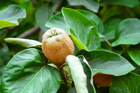 The ripening quince fruits on a tree against the background of green leaves with bokeh