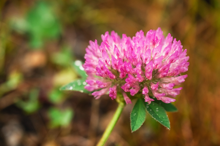 Macro photo of a pink clover with dewdrops on brown backgroundの写真素材
