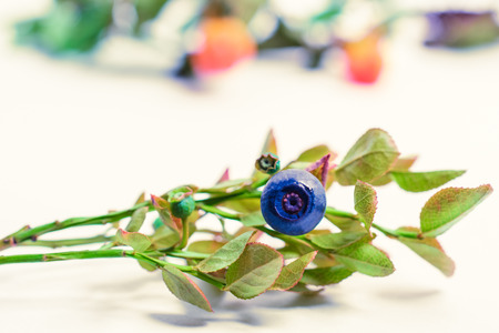 One small berry of bilberry on the green bush lying on a surfaceの写真素材