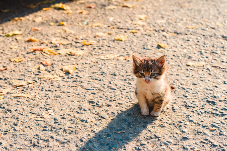 Lonely homeless sick unfortunate little kitten on the streetの写真素材
