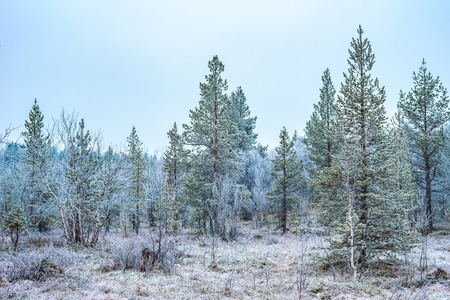 View of the frozen pinetree forest late fall day