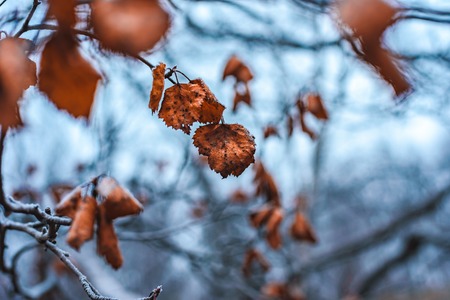 Branche with dry pale orange birch leaves in hoarfrost late fallの写真素材