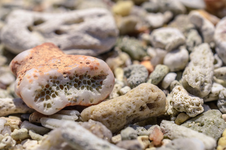 Macro pattern from sinks and pieces of corals on the beachの写真素材