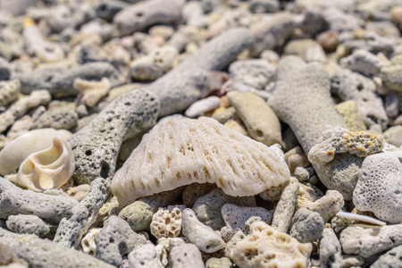 Macro pattern from sinks and pieces of corals on the beachの写真素材